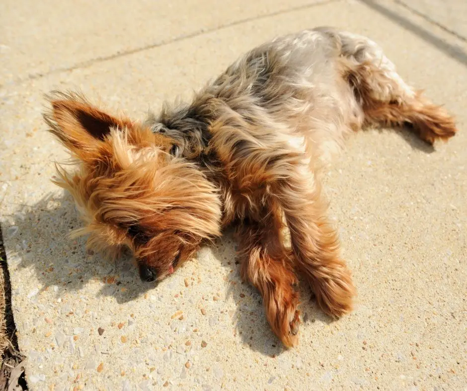 how-much-sleep-do-yorkies-need-our-yorkie