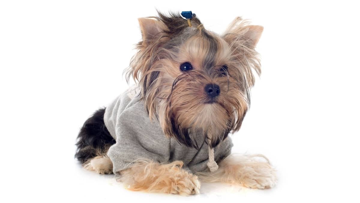 Cheap Dog Clothes For Yorkies - Top 5 Choices That You Can Find