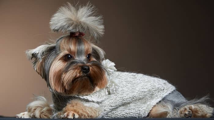 Can dogs wear human clothes?