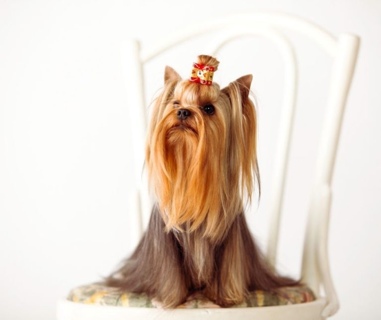 What Age Do Yorkies Stop Growing? Our Yorkie