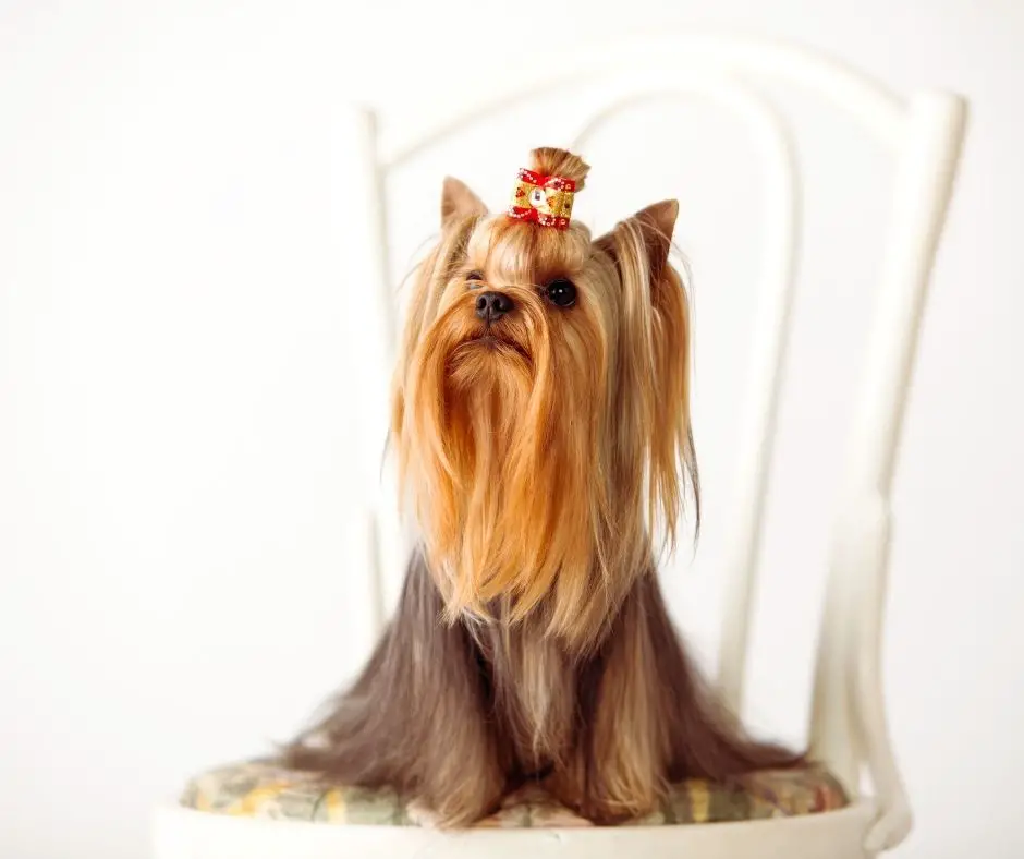 what-age-do-yorkies-stop-growing-our-yorkie