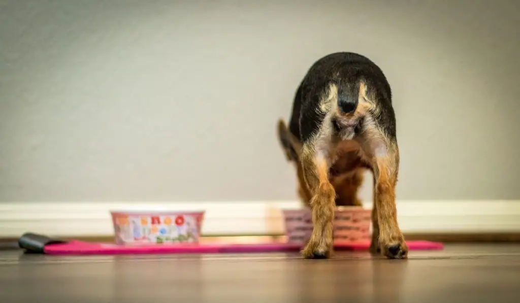 What Do Yorkies Eat Get The Best Food For Your Yorkie Dog Our Yorkie