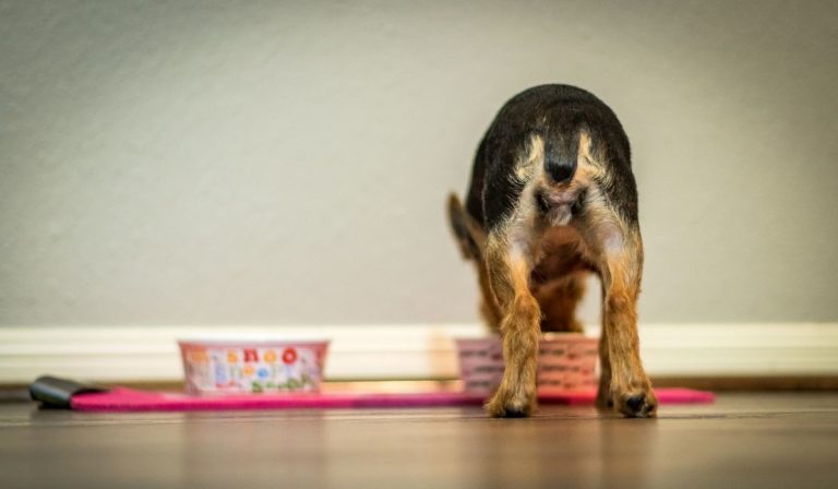 What Do Yorkies Eat - Get The Best Food For Your Yorkie Dog