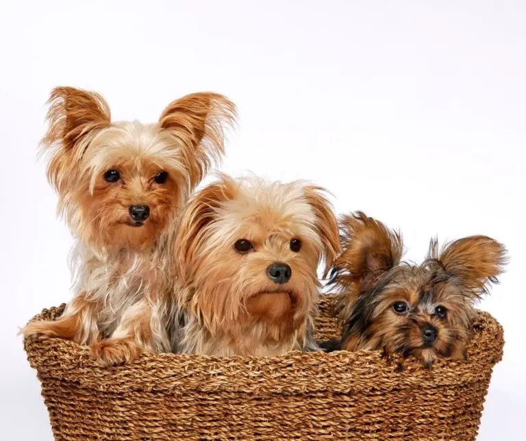 What Does A Baby Yorkie Look Like? Our Yorkie