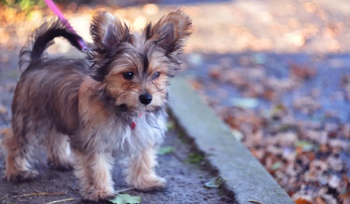 What Is A Chorkie Puppy The Complete Guide To Chorkies