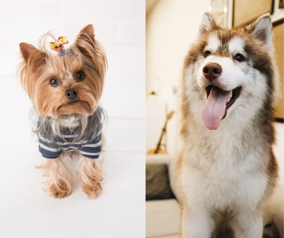 What Is A Husky Yorkie Mix Called? - Our Yorkie