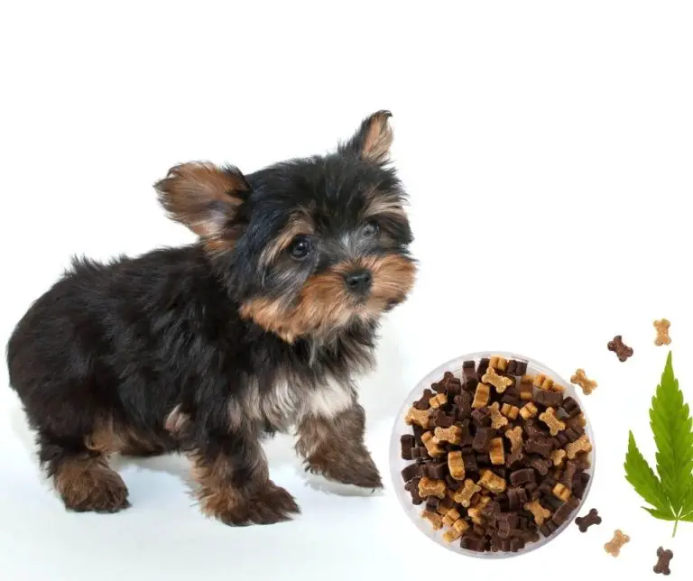 Best Dog Food For Yorkie Puppies with healthy kibble and treats