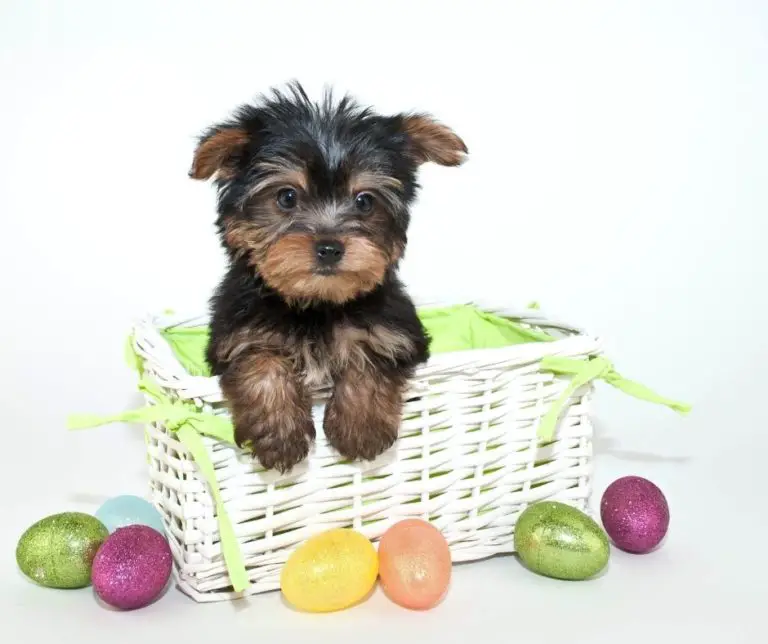 what-size-crate-for-a-yorkie-our-yorkie