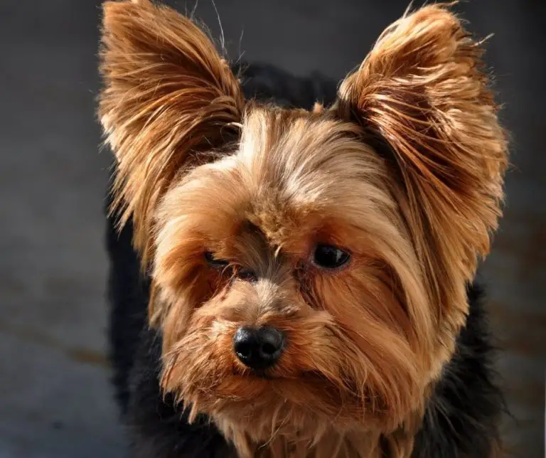 When Is A Yorkie Full Grown? Our Yorkie