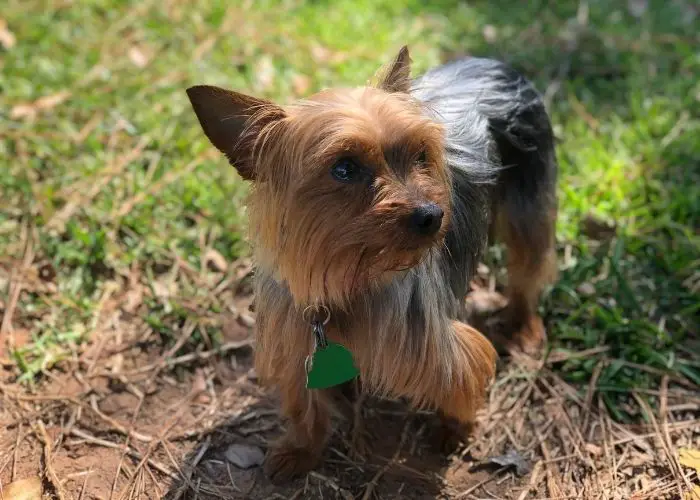 When should I spay my Yorkie