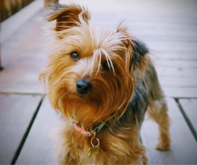 Why Are Yorkies So Needy?