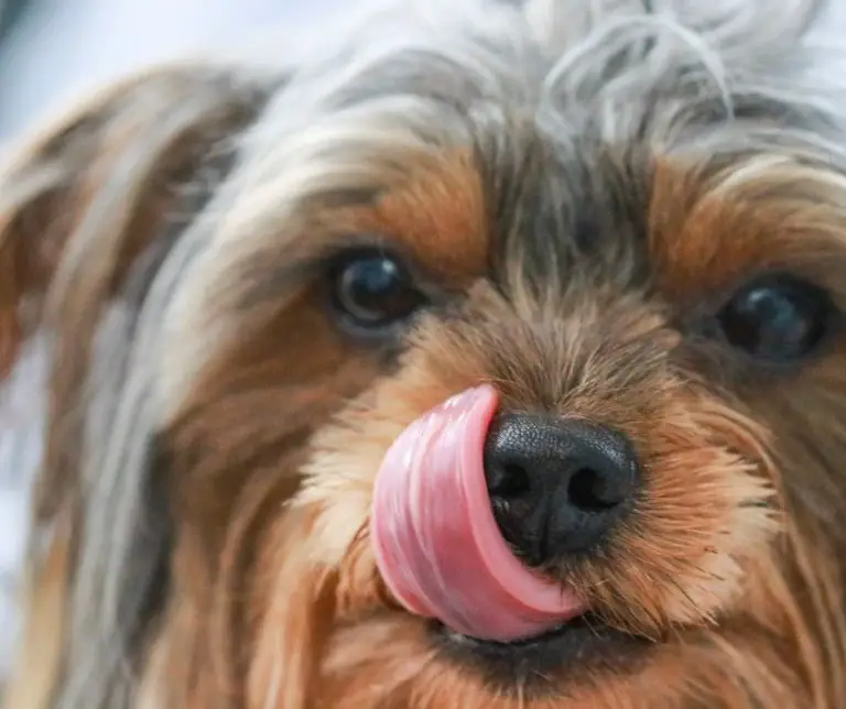 Why Do Yorkies Lick Their Paws?
