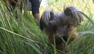 Yorkie Heat Cycles - Useful Things You Need To Know