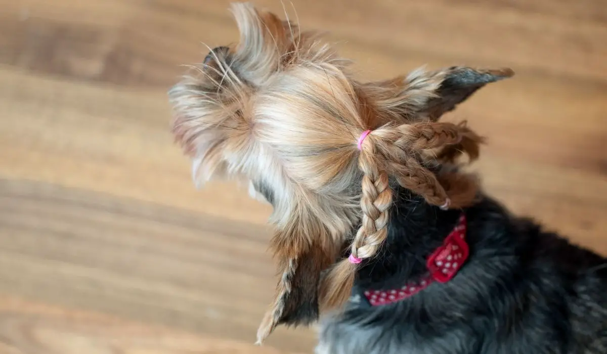 Yorkshire Terriers Short Hair Facts