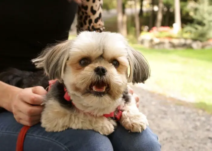 how to give a dog a haircut with scissors