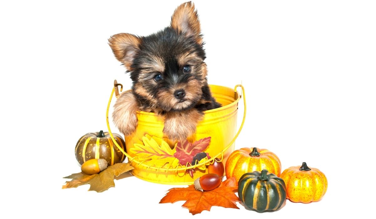 6 Reasons Why A Yorkie Puppy Wont Eat - Find The Real Answer Now To A Puppy Eating Disorder