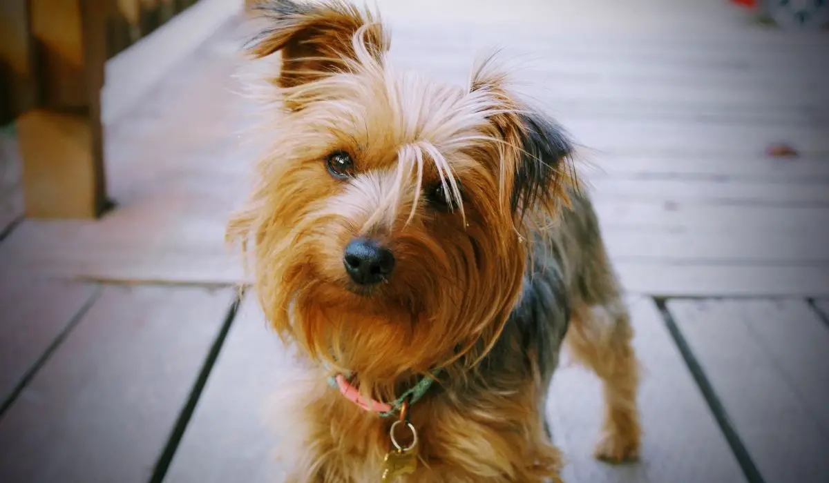 How Smart Are Yorkies -A Guide To Understanding And Training Yorkies