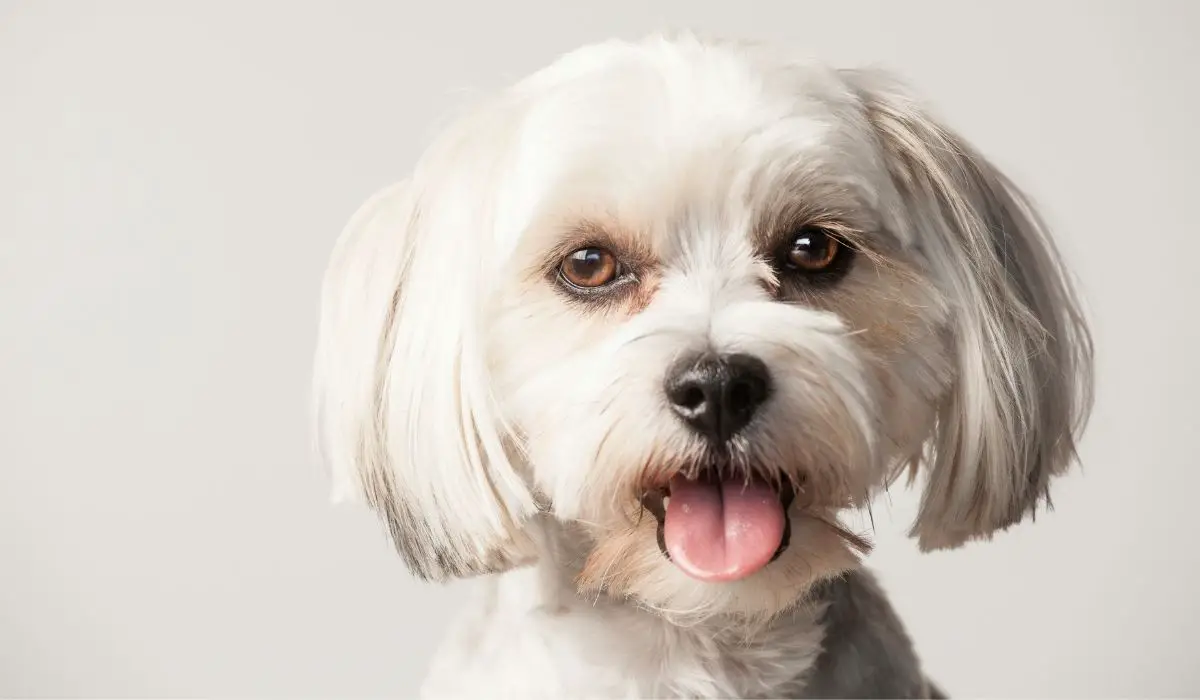 How To Cut A Morkies Hair 7 Best Ways To A Morkie Haircut 