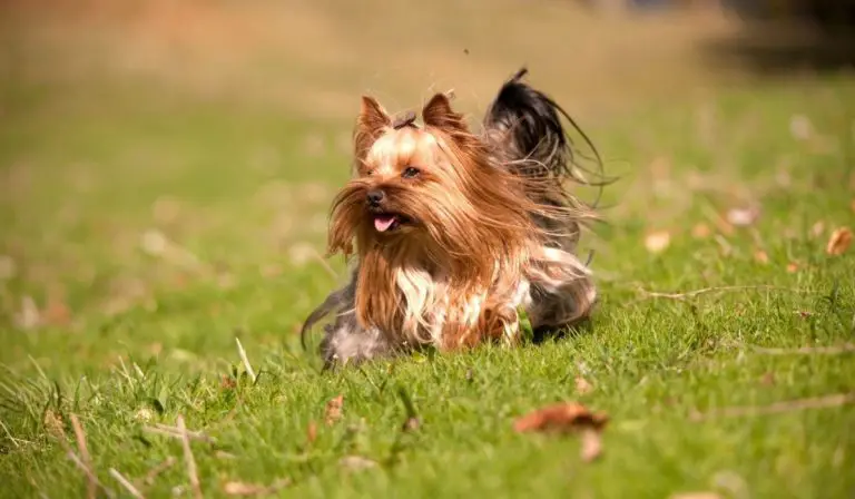 Do Yorkies Get Fleas? Important Facts and Proven Tips