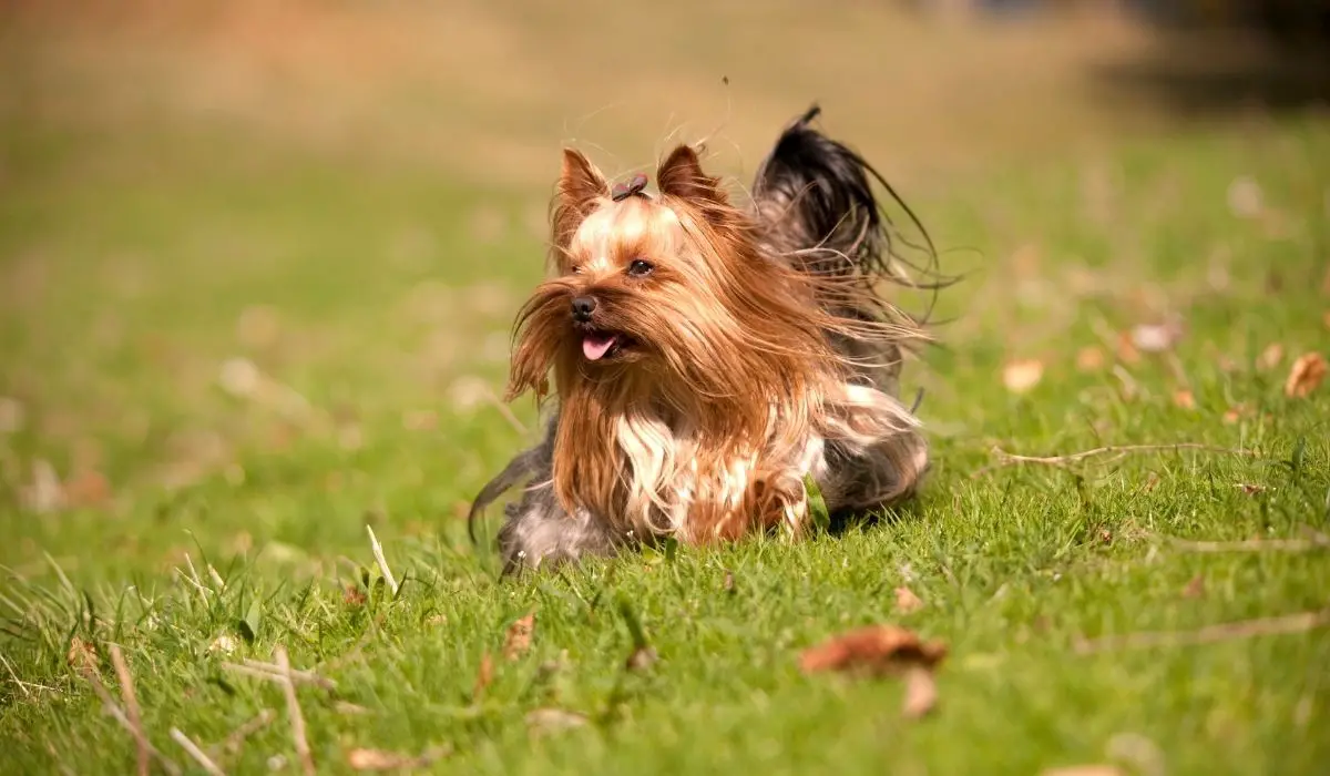 How To Cut A Yorkie Poos Hair - Ultimate Guide To Yorkie Grooming - 7 Tips