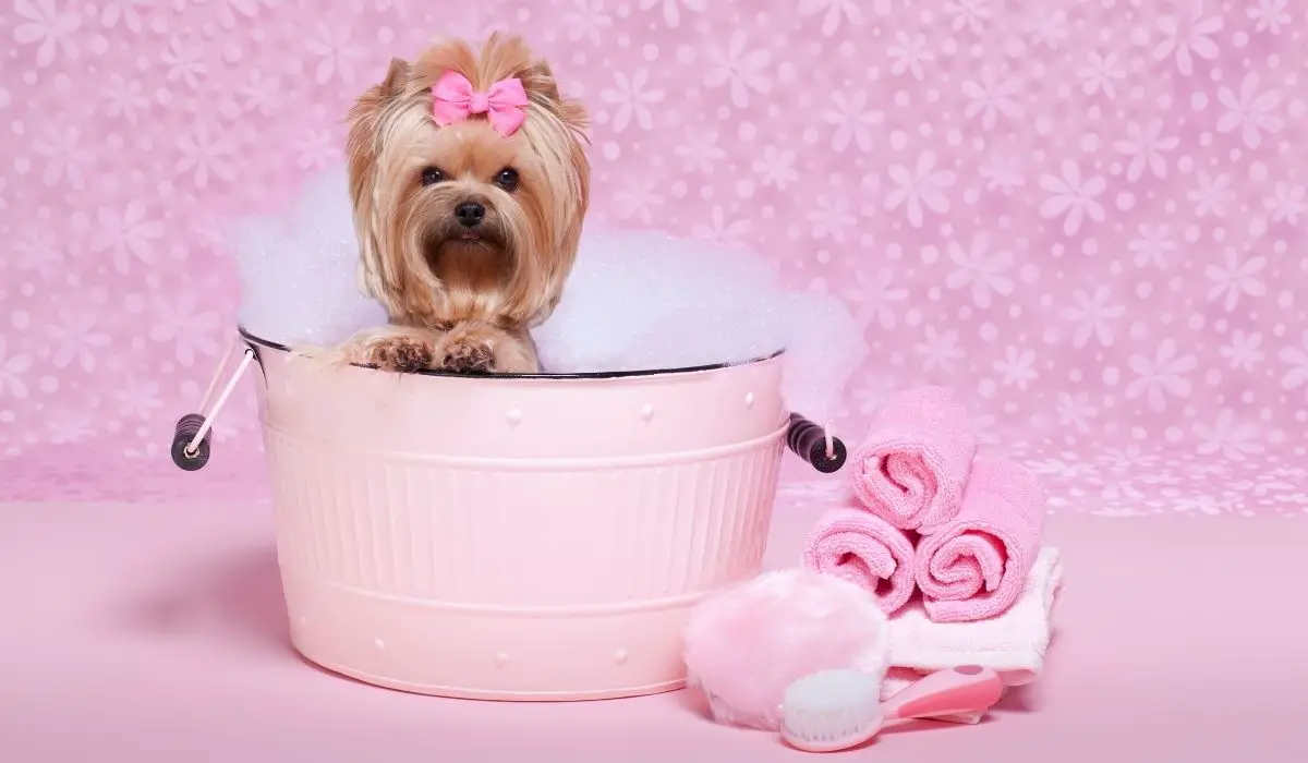How To Shave A Yorkie – The Ultimate Guide
