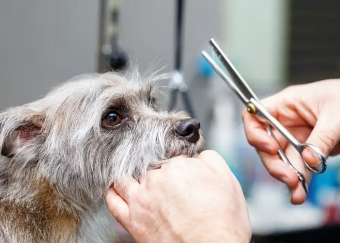  How do you groom a Morkie face