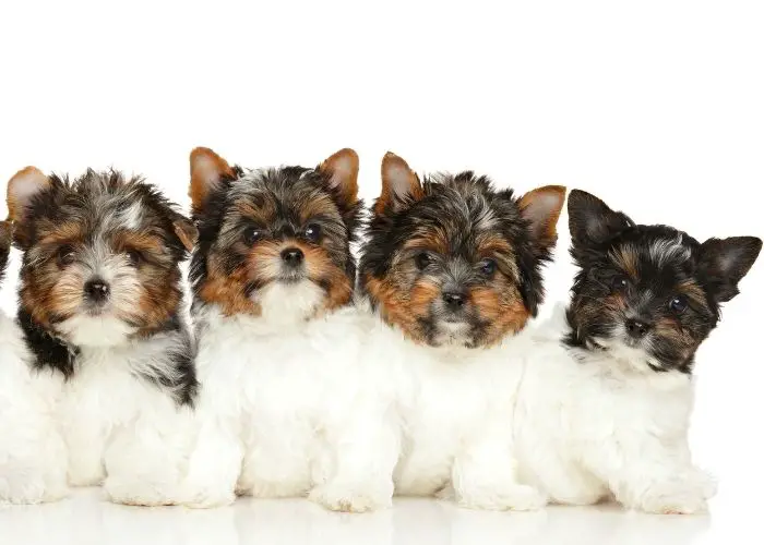  How much is a Silky Terrier puppy