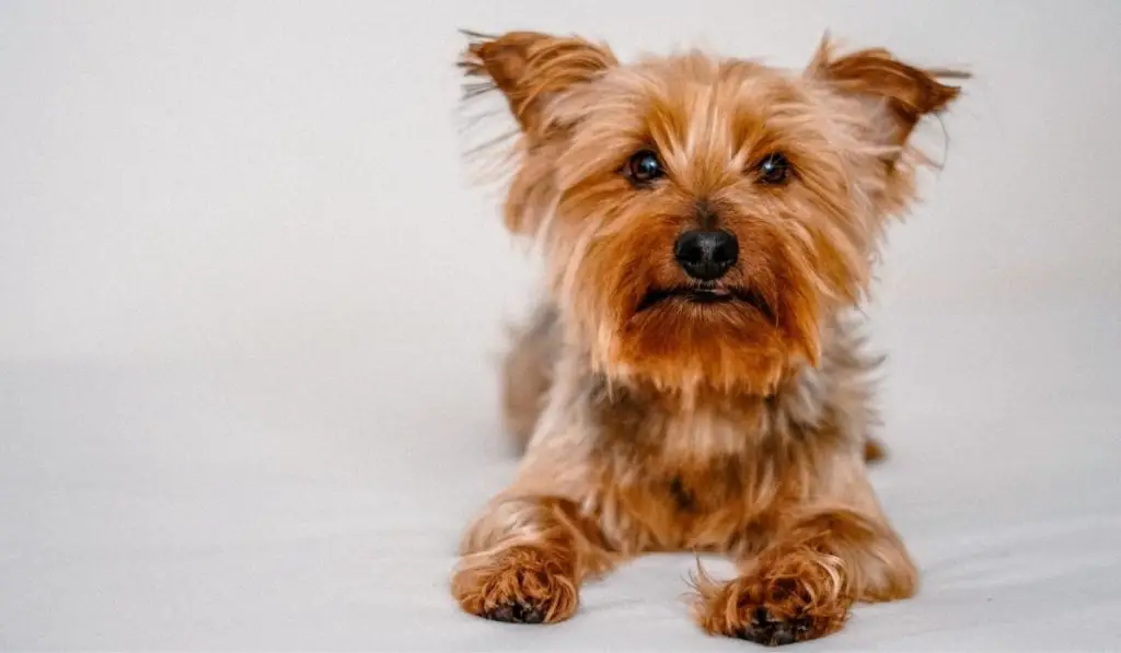 Natural Treatments For Yorkshire Terriers Allergies Our Yorkie