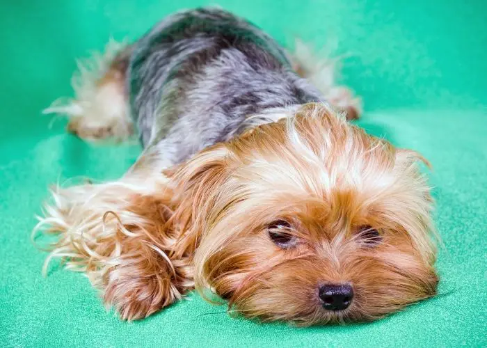  What do I do if my Yorkie has allergies