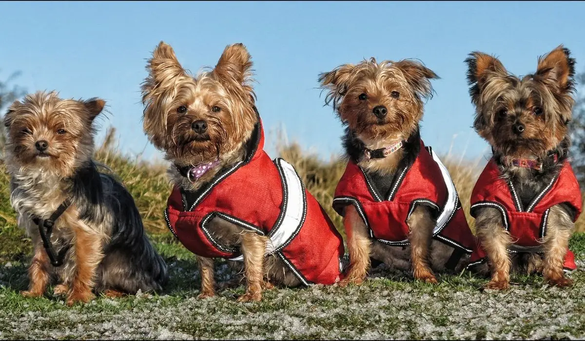 What’s The Difference Between A Yorkie And A Silky Terrier