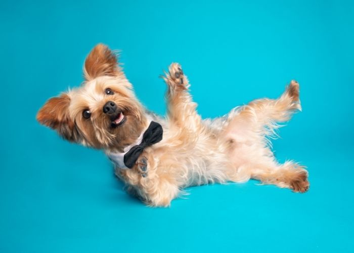  how much does a yorkie poo cost