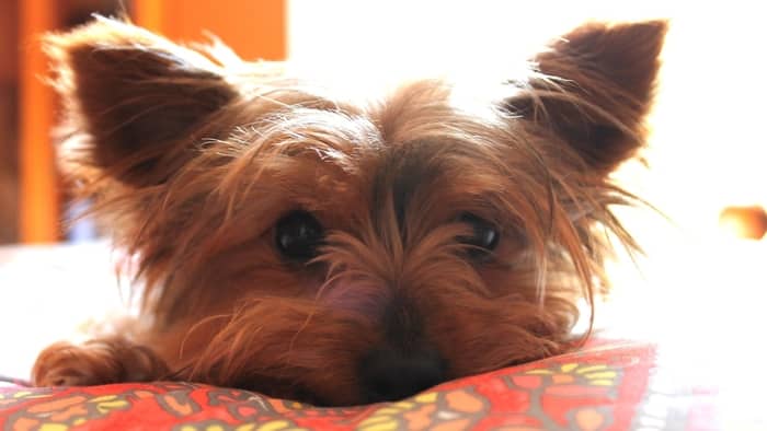  Are Yorkies hot or cold natured?