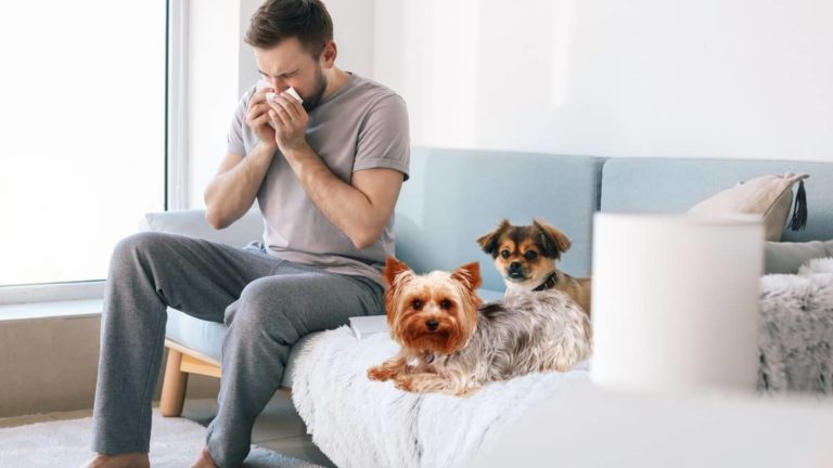 Can You Be Allergic To Yorkies
