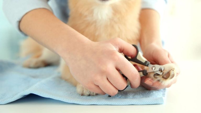 Cutting Yorkie Nails