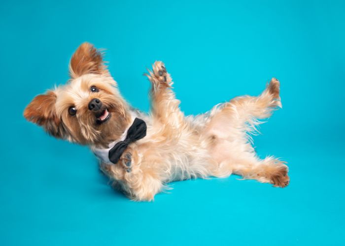  Do Yorkie terriers bark a lot