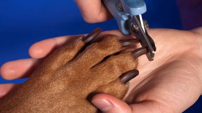  Do you cut dog nails from top or bottom?