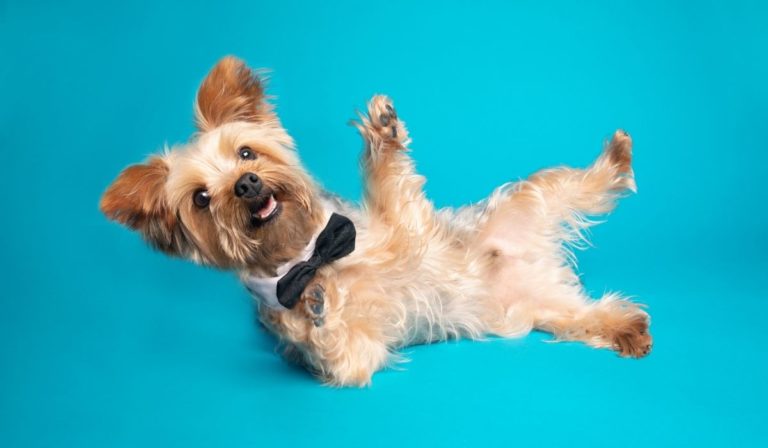 How Long Do Yorkies Live in Human Years - Yorkie Lifespan