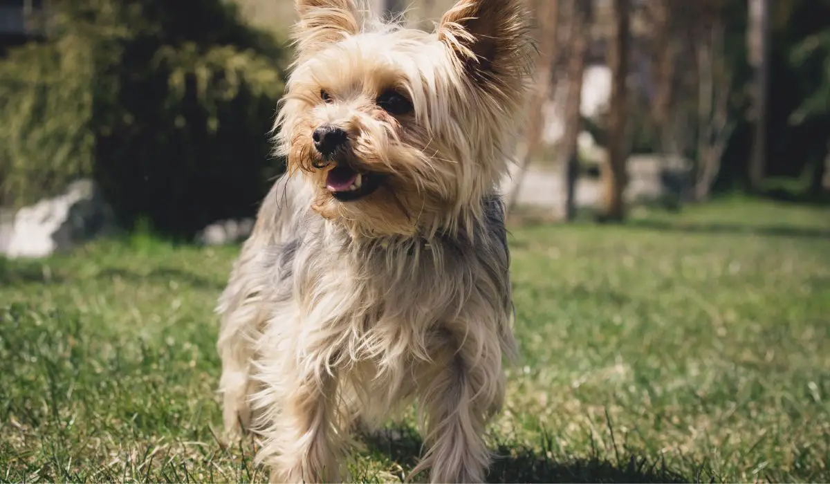 How To Remove Yorkie Bad Breath Naturally - 4 Easy And Amazing Tips