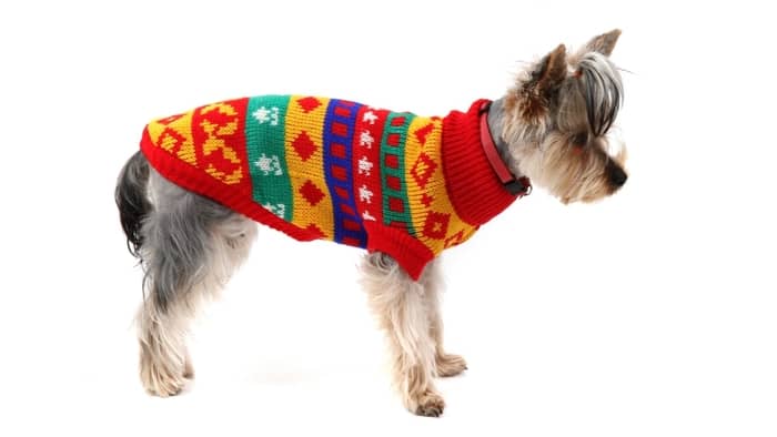  How can I keep my Yorkie warm at night?