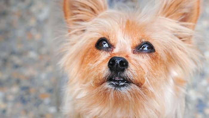  How do I stop my Yorkies tear stains?