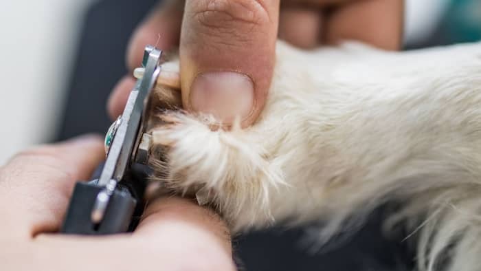  How often do Yorkies need their nails cut?