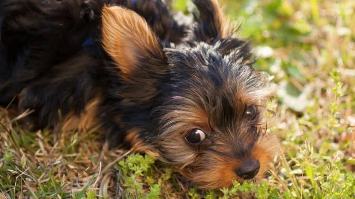  How often should I clean my Yorkies eyes?