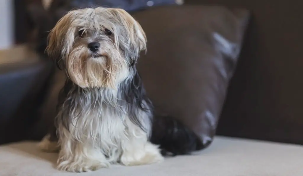 Maltese Yorkie Mix Price Find The Right Price For Your Pet Breed