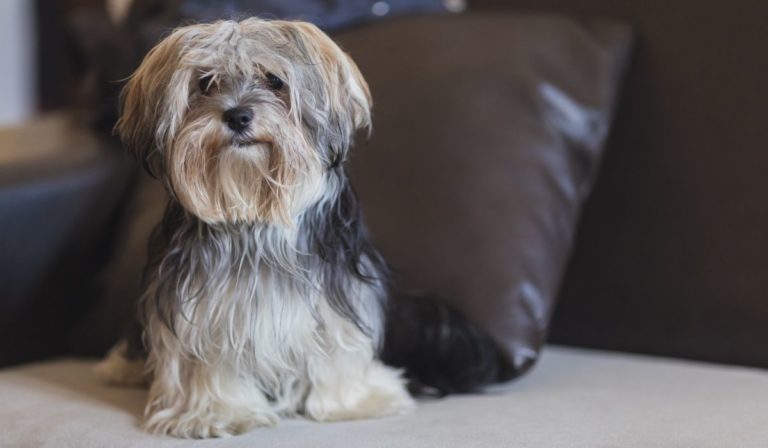 Maltese Yorkie Mix Price – Find The Right Price For Your Pet Breed
