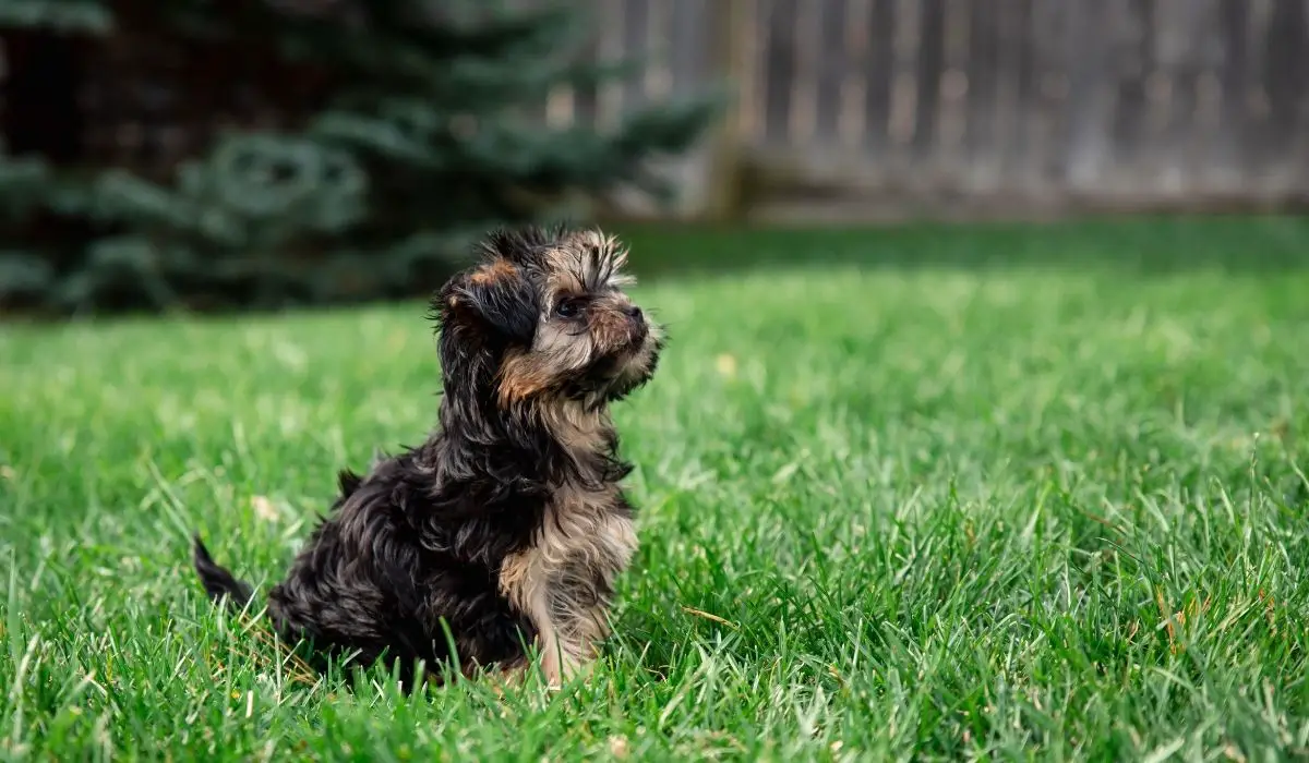 Teacup Yorkie Pregnancy - All You Need To Know!