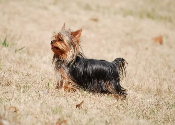  What is the oldest living Yorkie