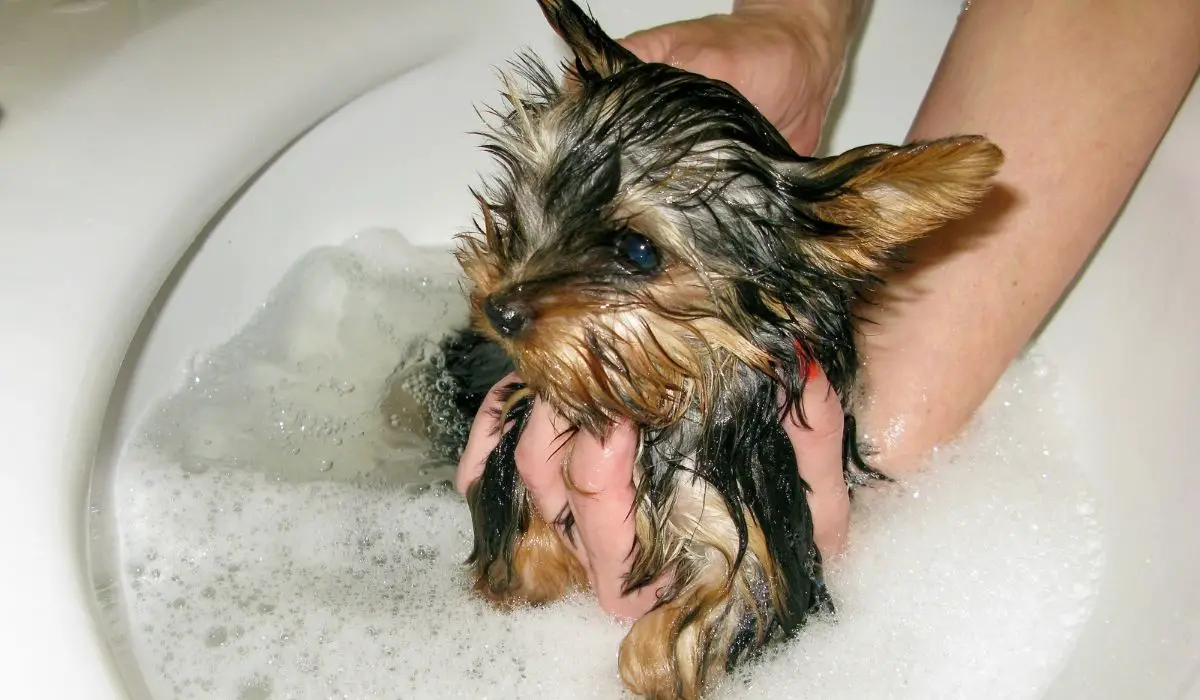 Yorkie Itching No Fleas - Why Is My Dog Itching