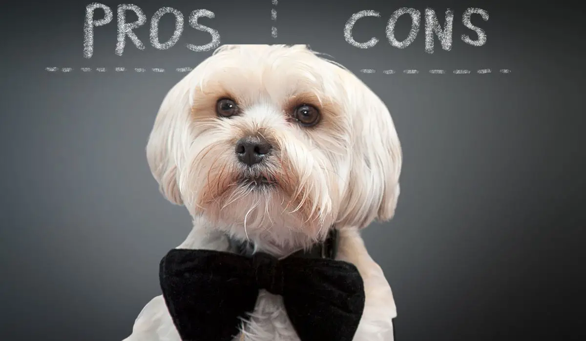 Yorkies Pros And Cons - 17 Reasons Why You Should Get A Yorkie Puppy