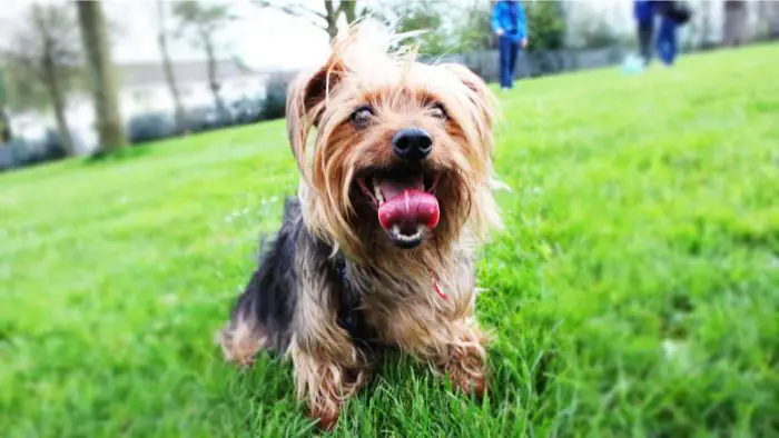  Are Yorkies allergic to chicken?