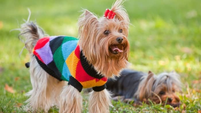  Are Yorkies smart?